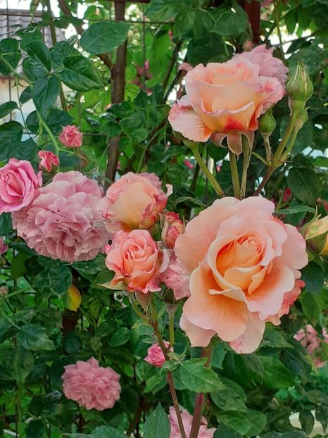  - Augusta Luise 2021