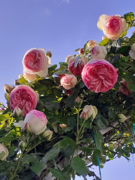  - Eden Rose 2024_ 2025