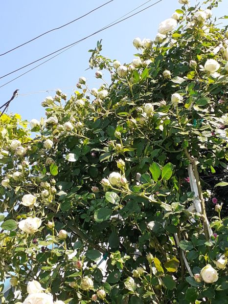  - Palais Royale 2022 - 2023-2024