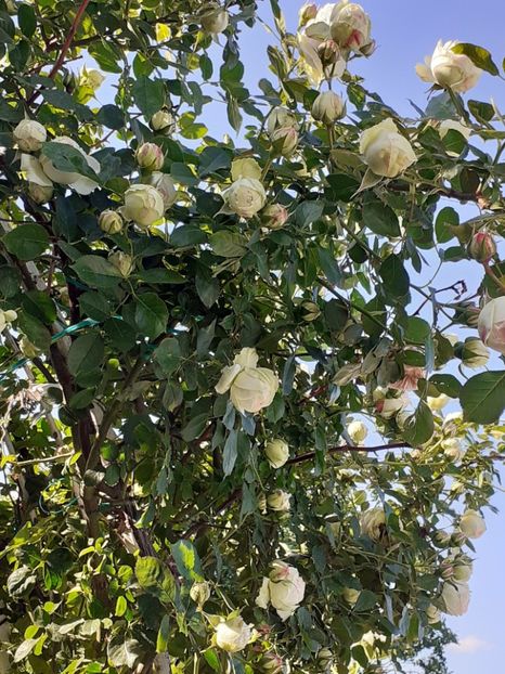  - Palais Royale 2022 - 2023-2024