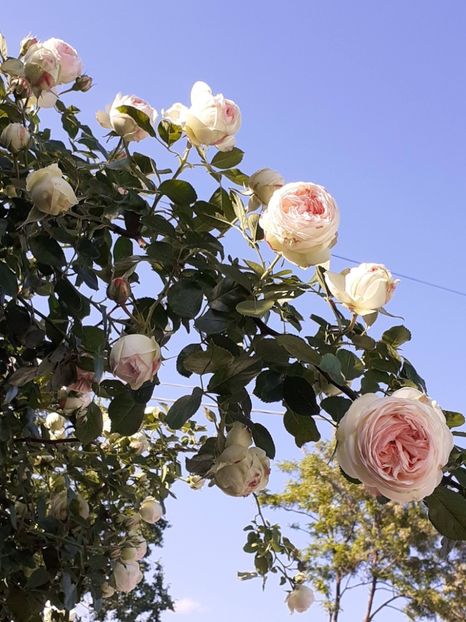  - Palais Royale 2022 - 2023-2024