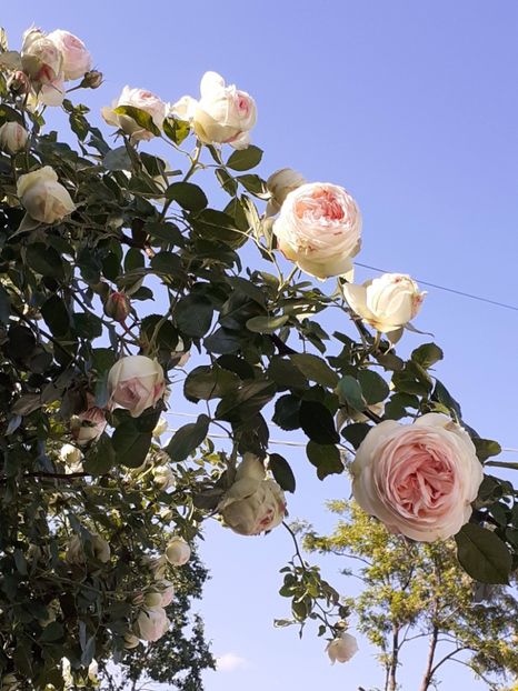  - Palais Royale 2022 - 2023-2024