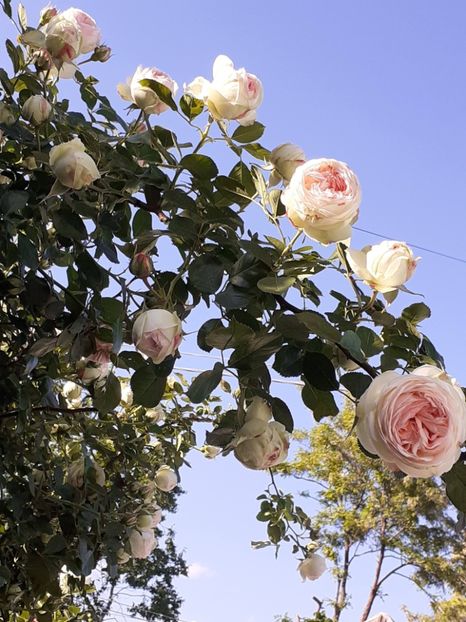  - Palais Royale 2022 - 2023-2024