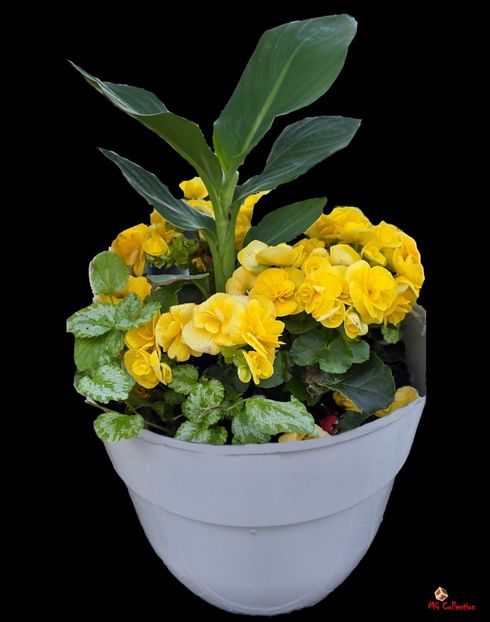 F5 - E - FLOWERS - Flori
