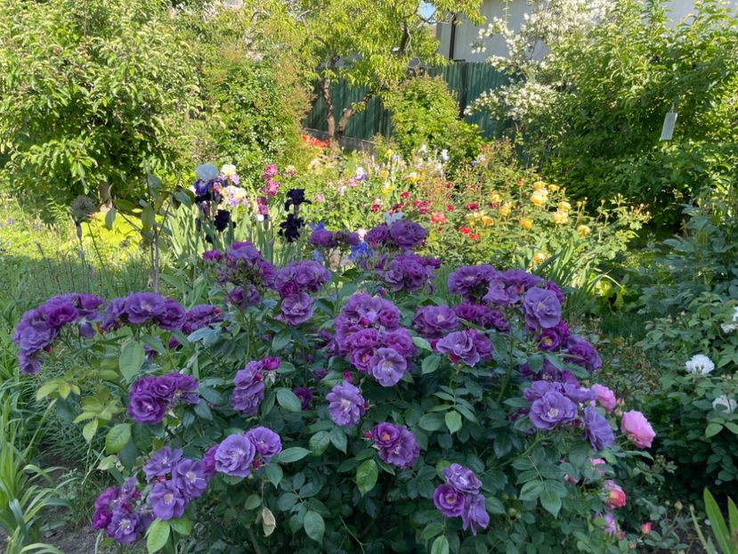  - 001 Trandafiri 2024