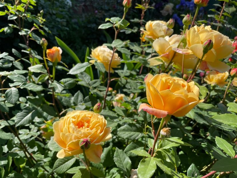  - 001 Trandafiri 2024