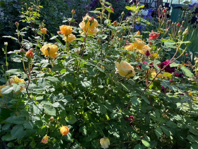  - 001 Trandafiri 2024