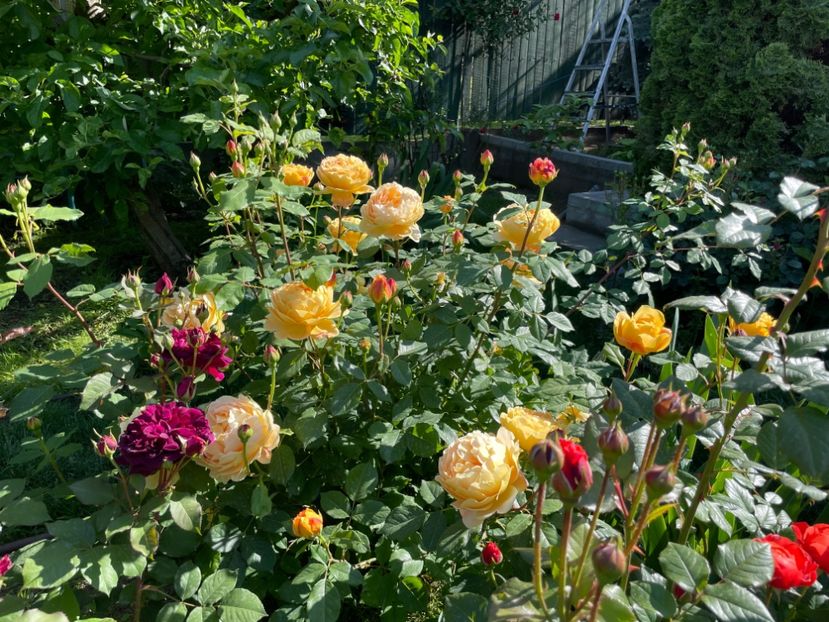  - 001 Trandafiri 2024