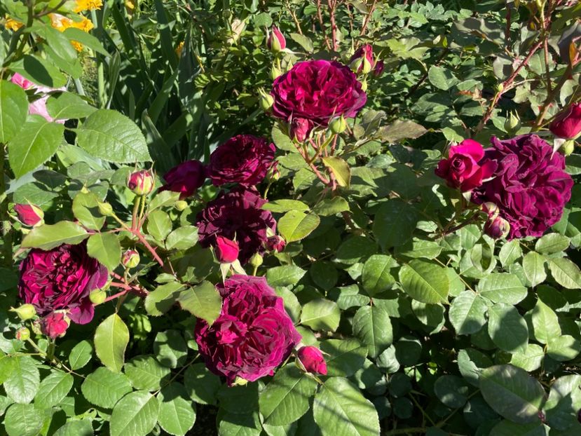  - 001 Trandafiri 2024