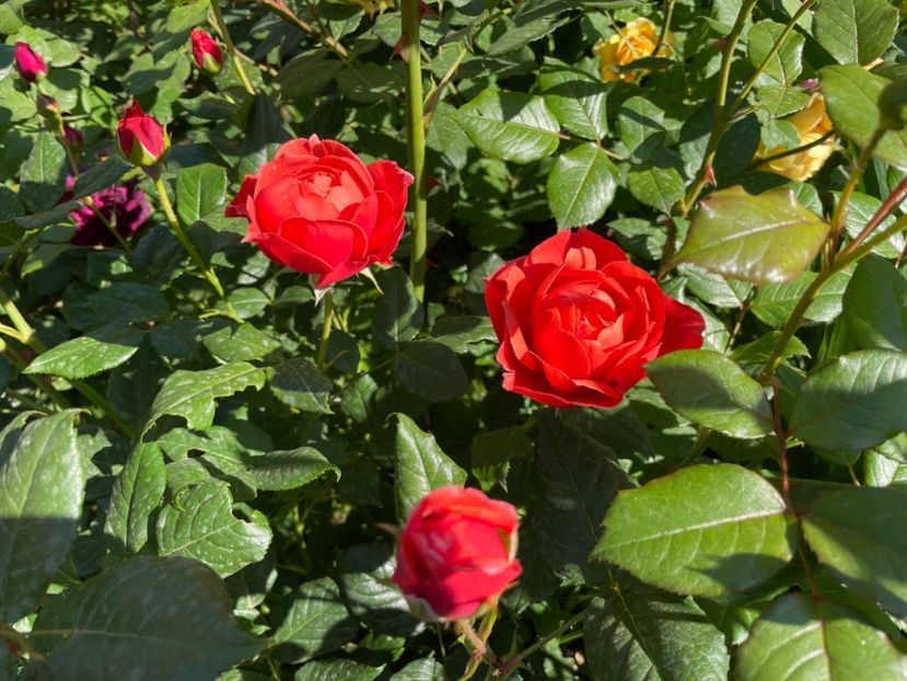  - 001 Trandafiri 2024