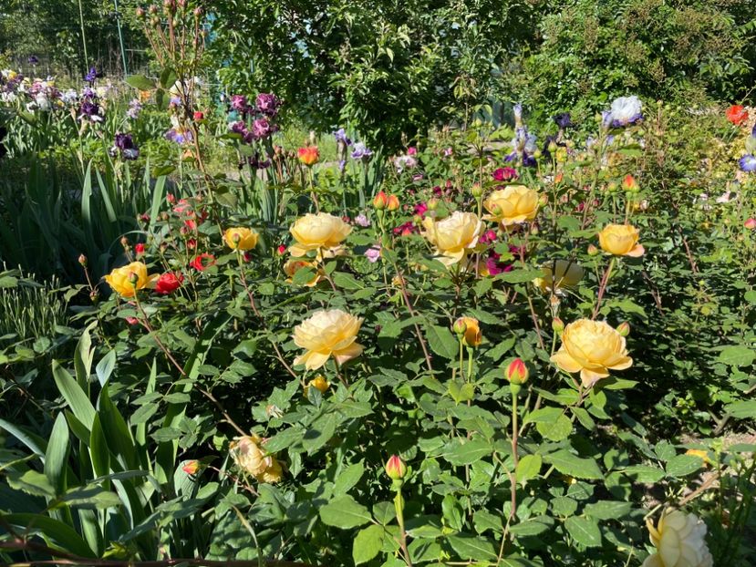  - 001 Trandafiri 2024