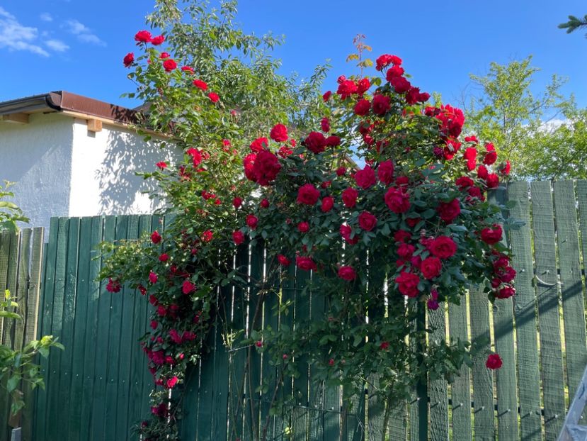  - 001 Trandafiri 2024