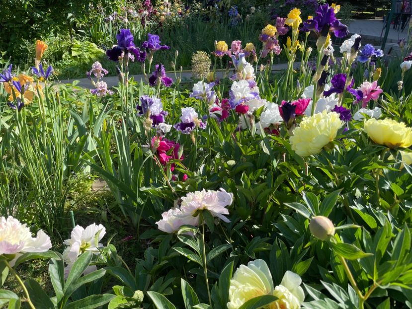  - 002 Grădina 2024 1