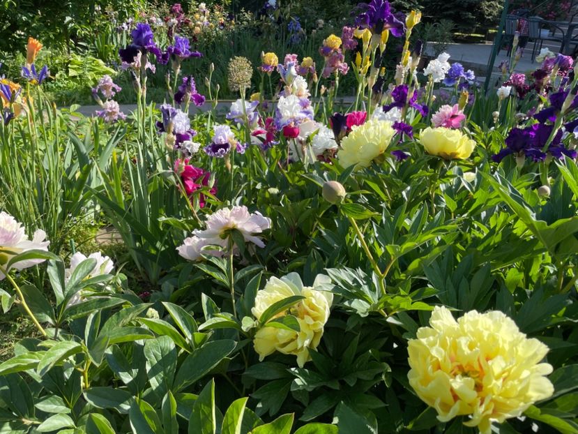  - 002 Grădina 2024 1