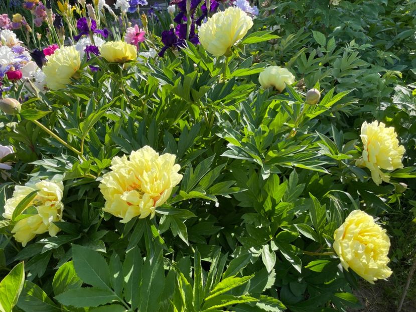  - 002 Grădina 2024 1