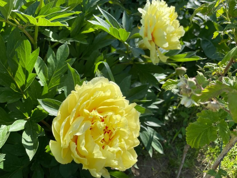  - 002 Grădina 2024 1