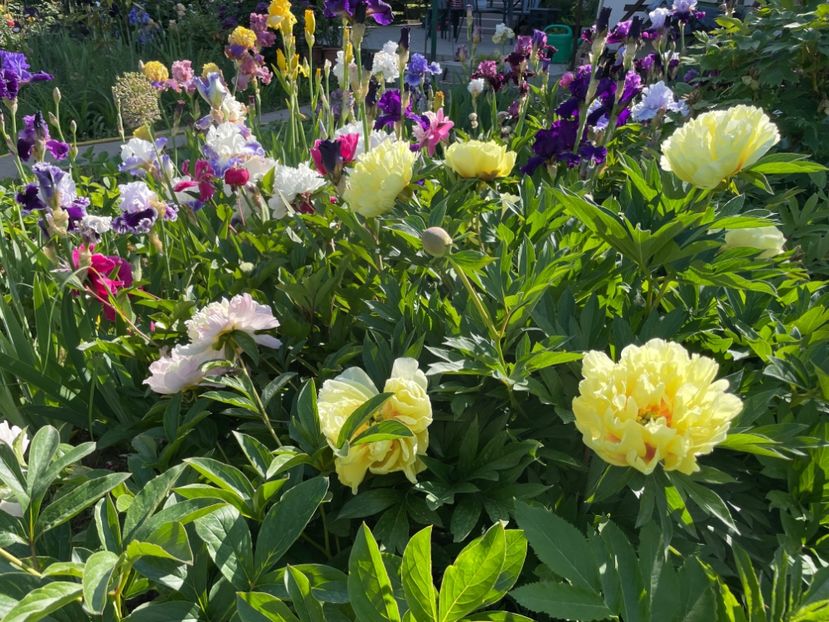  - 002 Grădina 2024 1