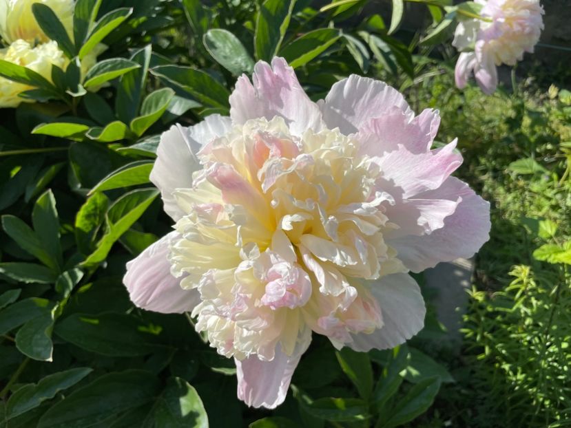  - 002 Grădina 2024 1