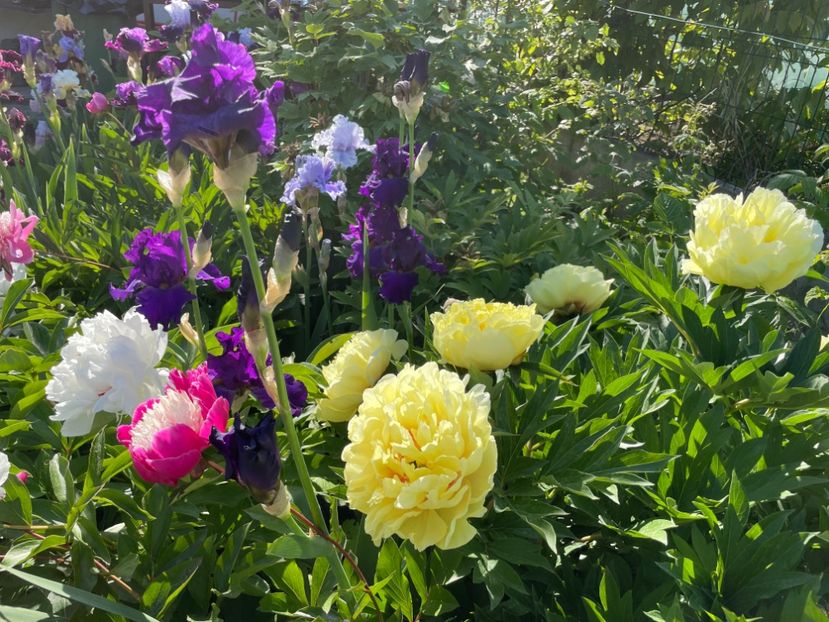  - 002 Grădina 2024 1