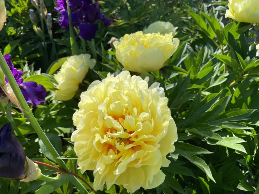  - 002 Grădina 2024 1