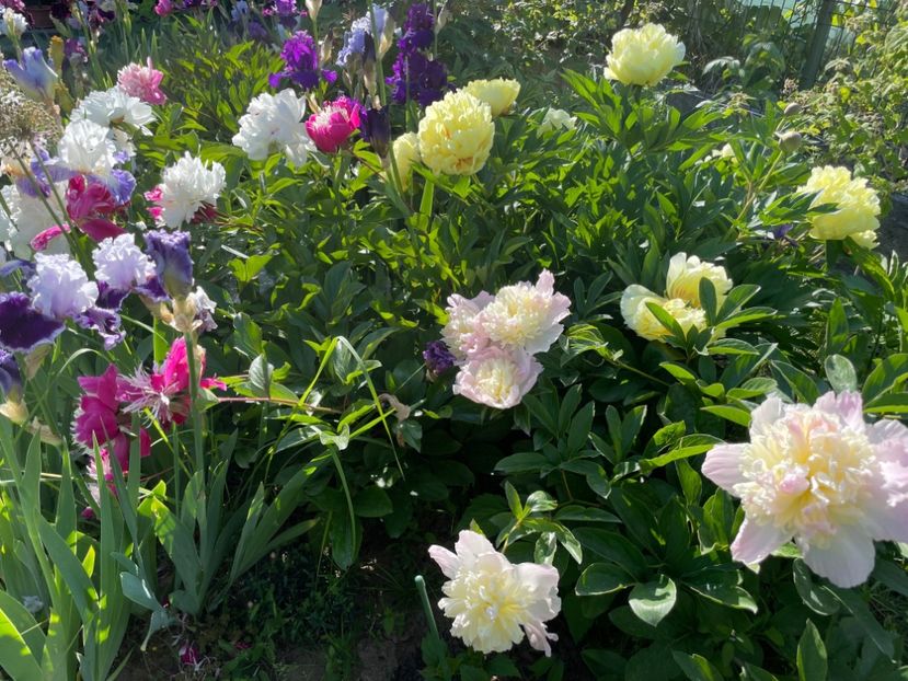  - 002 Grădina 2024 1