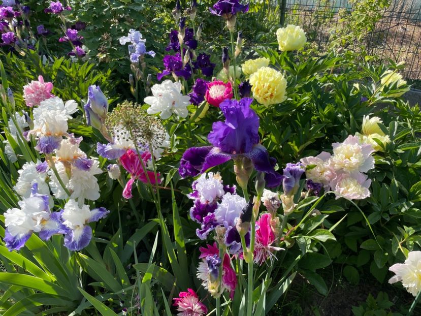  - 002 Grădina 2024 1