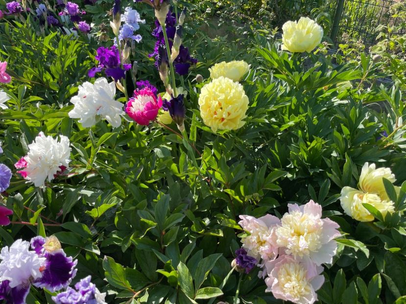  - 002 Grădina 2024 1