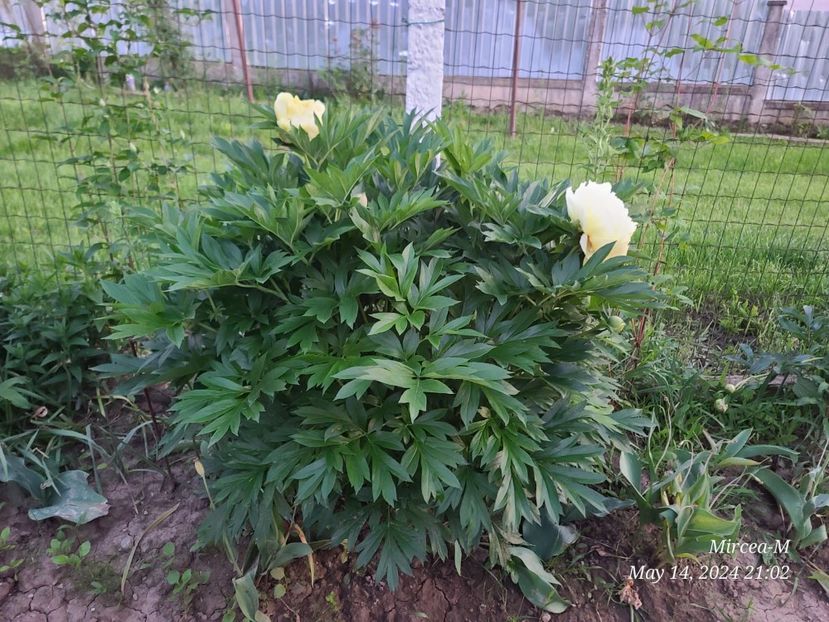 Img.2024.05.14 - Grădina mea de la țară