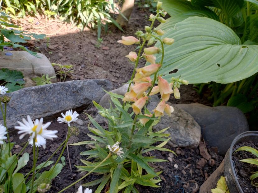 Penstemon - Flori de gradină-2024