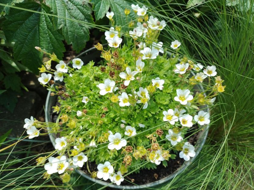 Saxifraga - Flori de gradină-2024