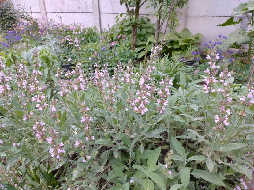  - Flori de gradină-2024