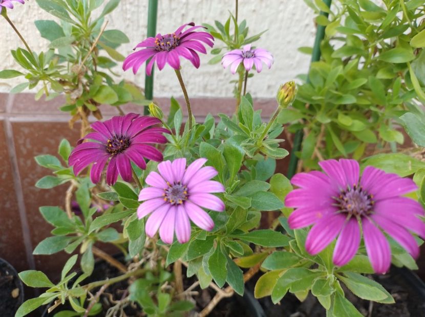  - Flori de gradină-2024