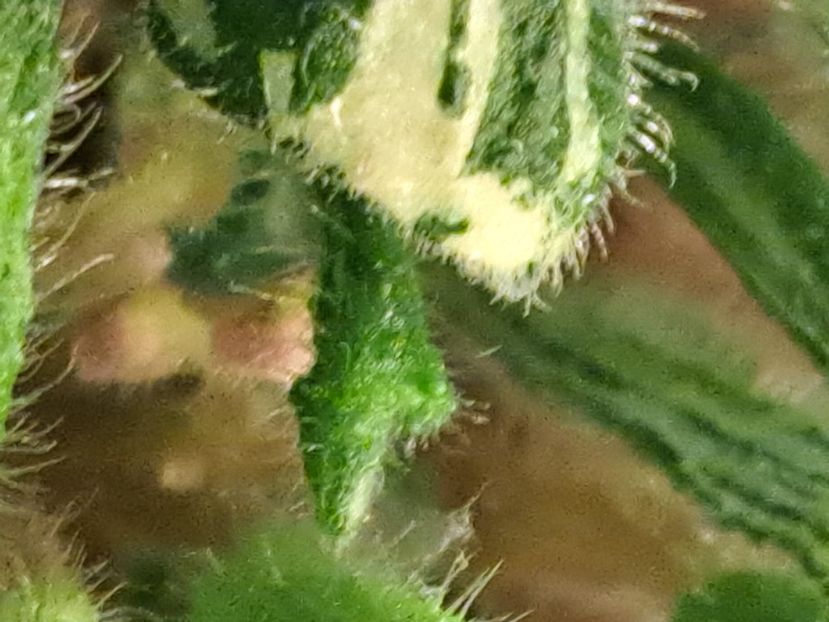  - Violeta Wesley s Little Monster