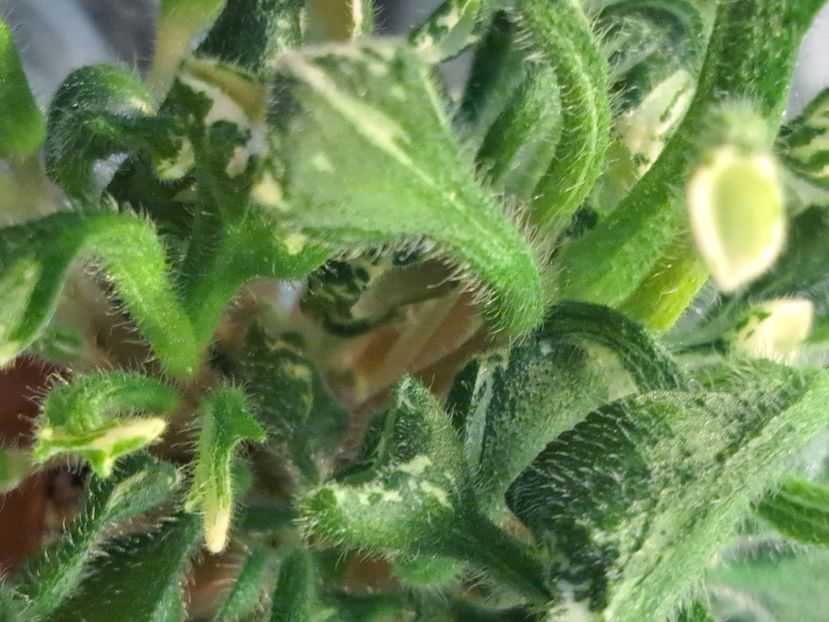  - Violeta Wesley s Little Monster