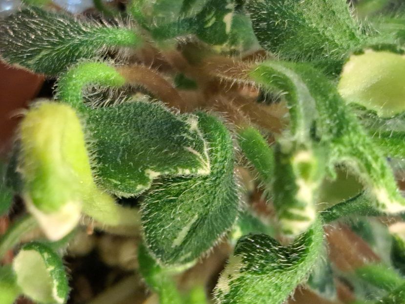  - Violeta Wesley s Little Monster