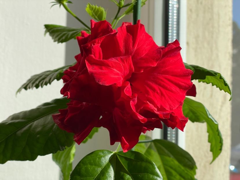  - 001 - Hibiscusi 2024 - 1