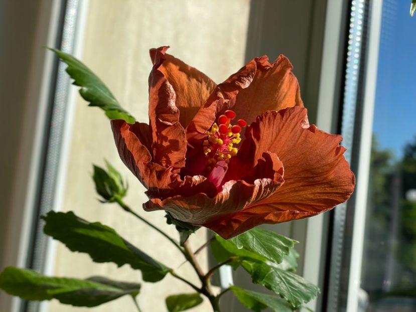  - 001 - Hibiscusi 2024 - 1