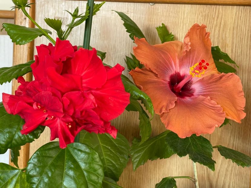  - 001 - Hibiscusi 2024 - 1