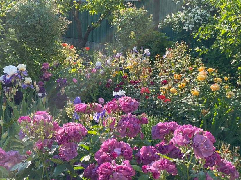  - 002 Grădina 2024 1