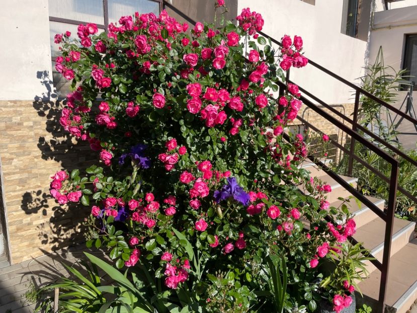  - 001 Trandafiri 2024