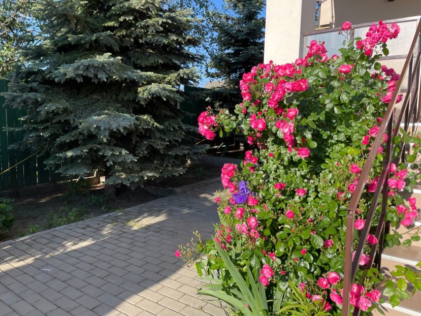  - 001 Trandafiri 2024