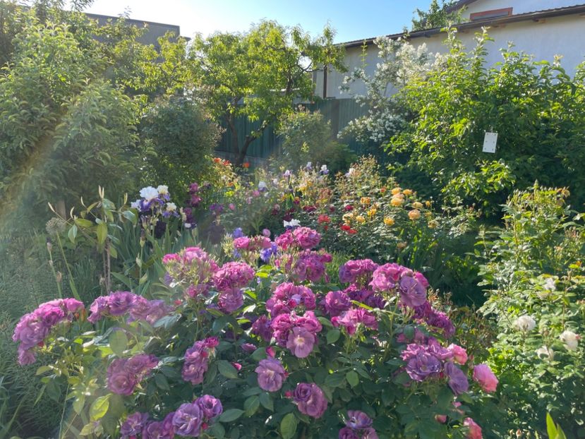  - 001 Trandafiri 2024