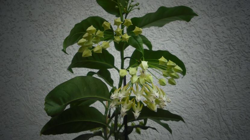 "Multiflora",gingasie si frumusete... - 2024