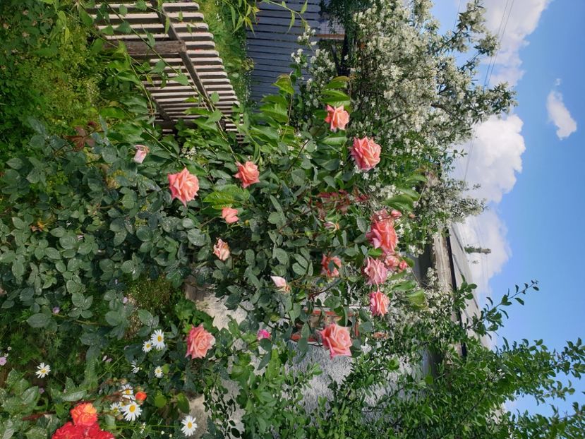  - Gradina tara 2024