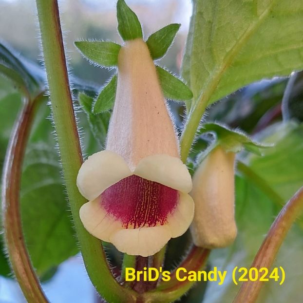 Img-2024.05.15 - Sinningia din semințe hibrizi Dna Dietze 2024