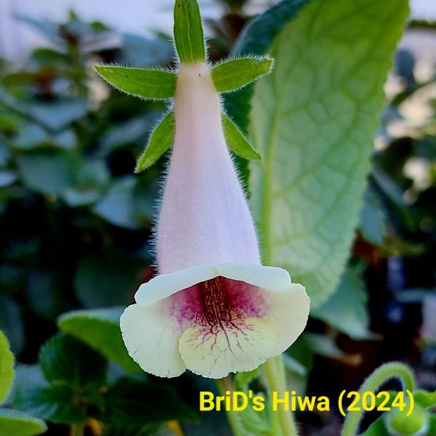 Img.2024.05.15 - Sinningia din semințe hibrizi Dna Dietze 2024