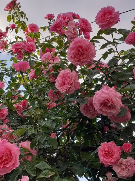  - Heillige Elisabeth 2024 _ 2025