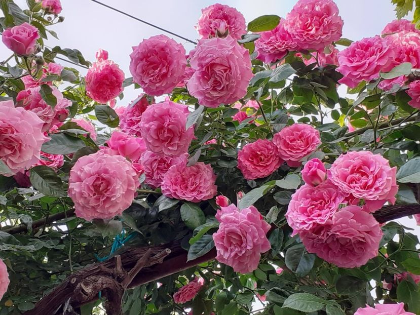  - Heillige Elisabeth 2024 _ 2025