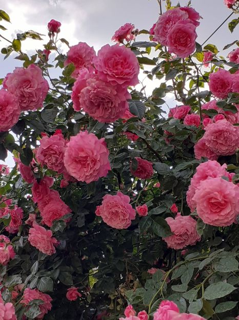  - Heillige Elisabeth 2024 _ 2025