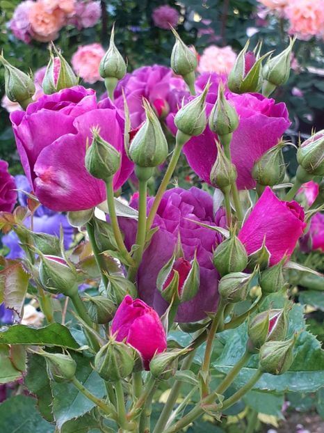  - Minerva 2021 - 2022